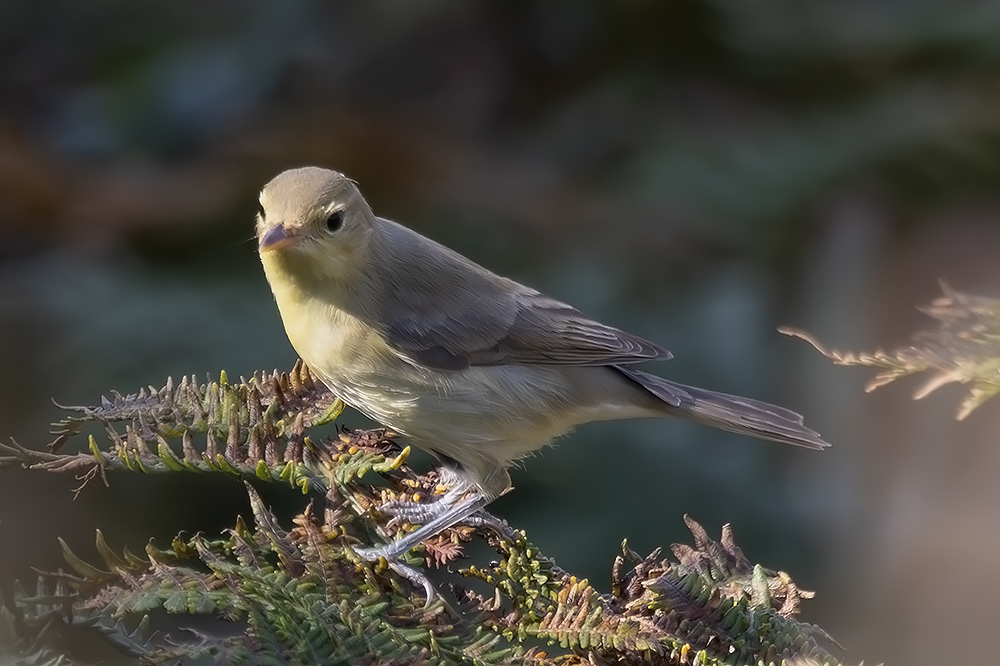 Melodious warbler